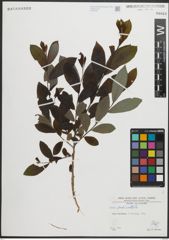 Foto von Salix pedicellata Desf.